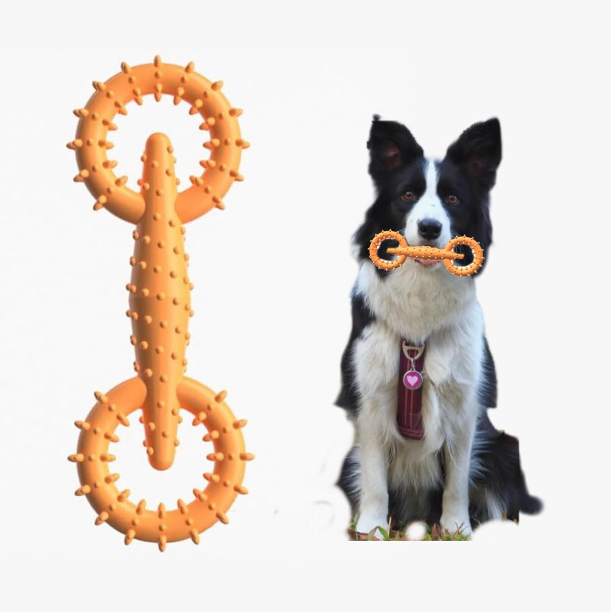 دندونی استخوان خار دار نشکن